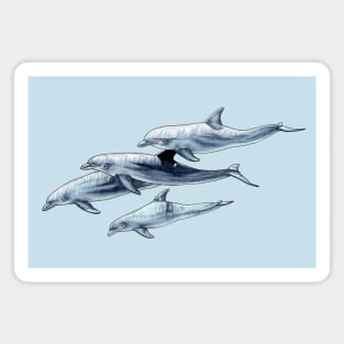 Dolphins Magnet